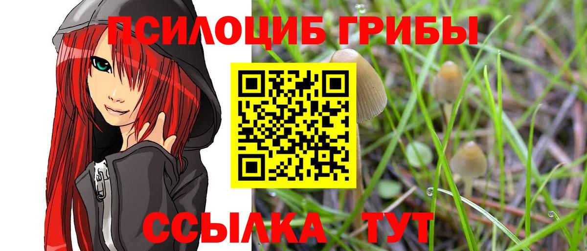 Вышний Волочёк  Галлюциногенные грибы Psilocybe  Вход с VPN 